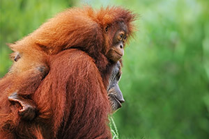 One Orangutan Carrying Another
