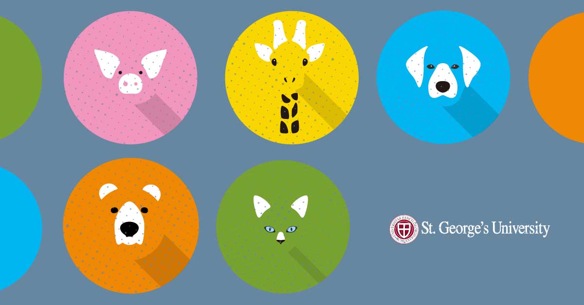 5 Types Of Veterinarians And What They Do Veterinary Blog St