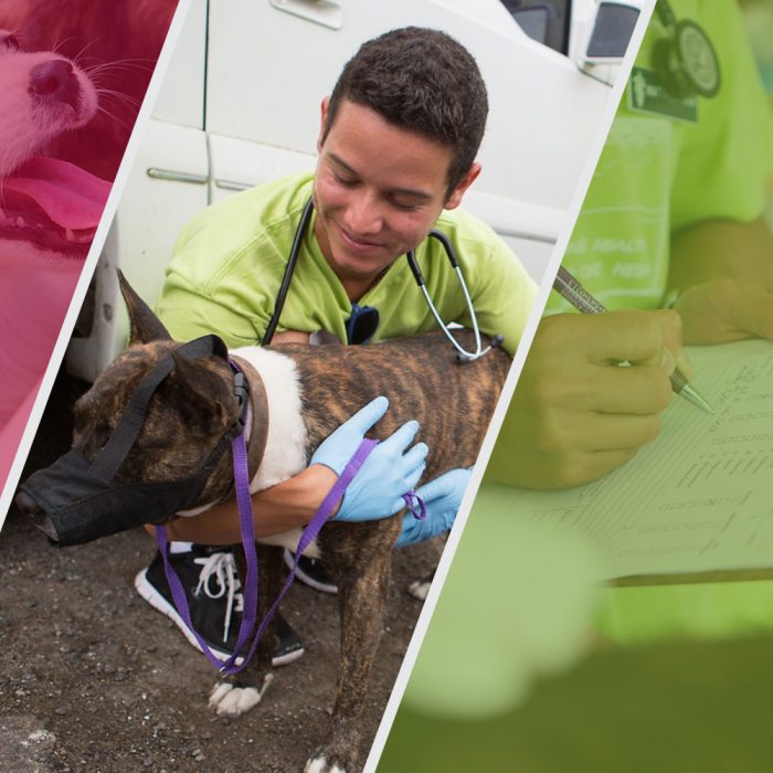 How to Become a Veterinarian: Your 8-Step Guide Square