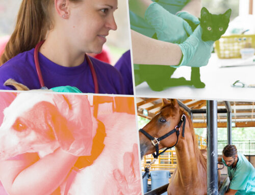 6 Things the Top Veterinary Schools Have in Common