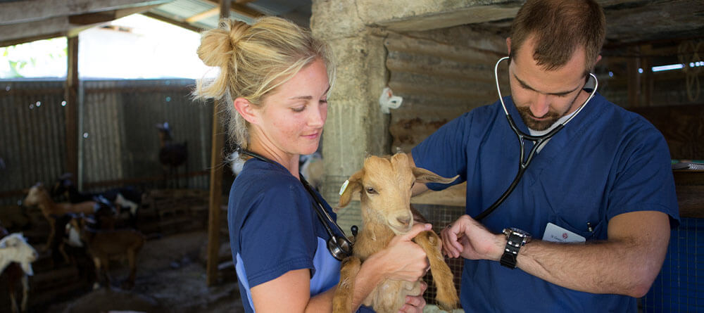 Vet students examine baby goat