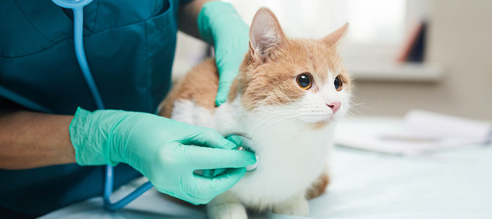 Veterinarian performing a checkup on a cat