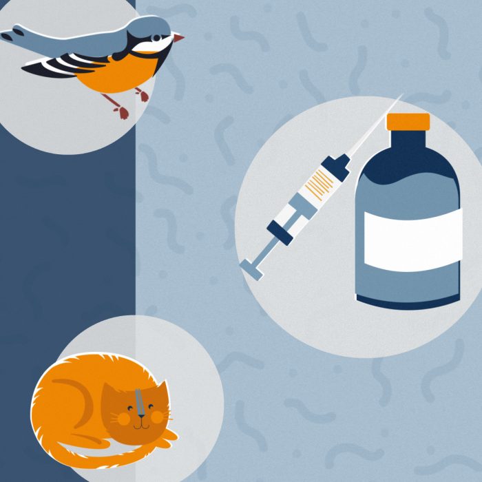 Standard Pet Vaccinations: What Does Your Animal Accomplice Need & Why? Square