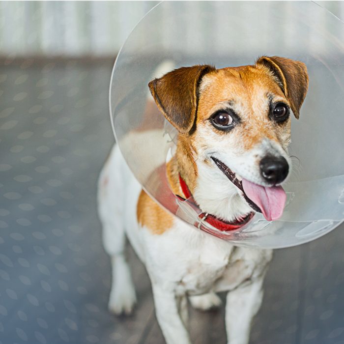 Why Spay and Neuter Your Pets? Experts Explain Square