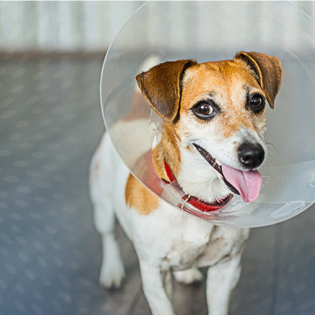 is spaying a dog safe