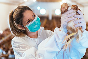 Woman Treating a Chicken at a Farm