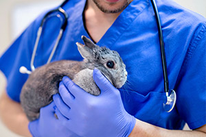 Veterinarian Holding a Rabbit