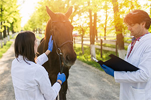 Two Veterinarians Working With a Horse