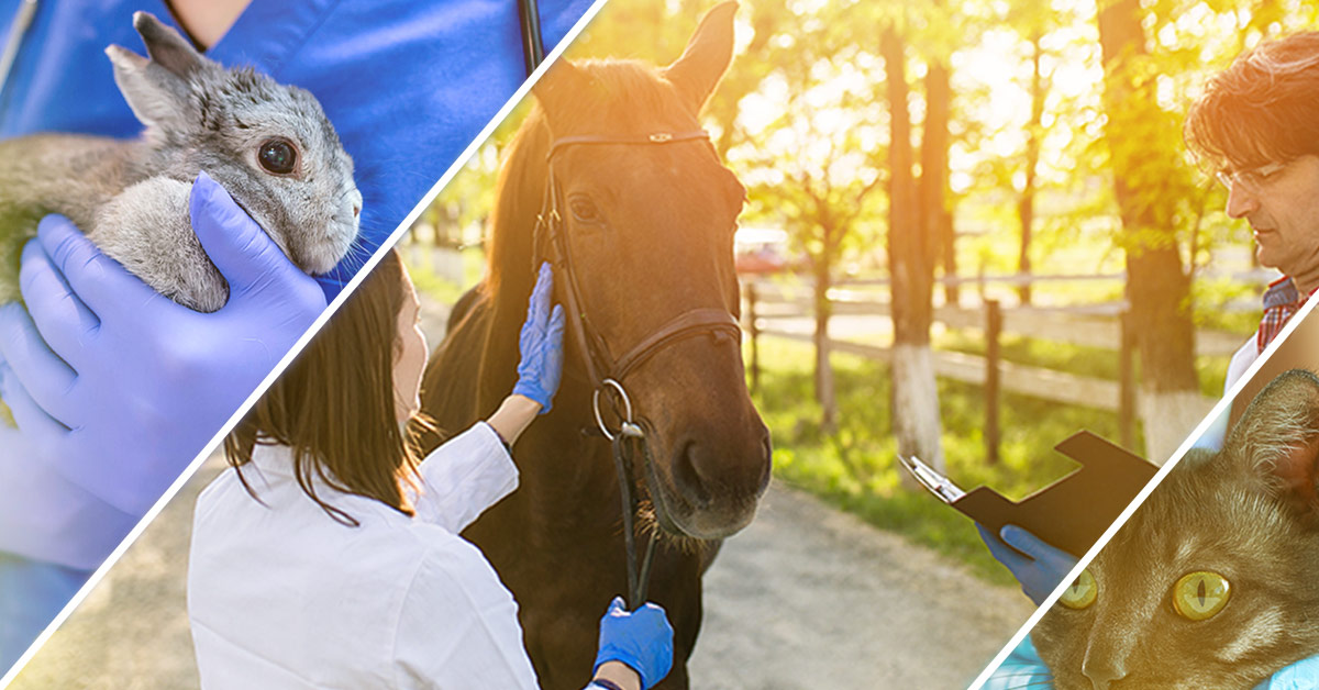 The Ultimate List Of Veterinary Specialists