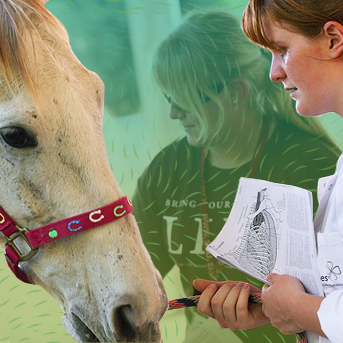What Does a Large Animal Vet Do? Examining This Livestock-Focused Role Square