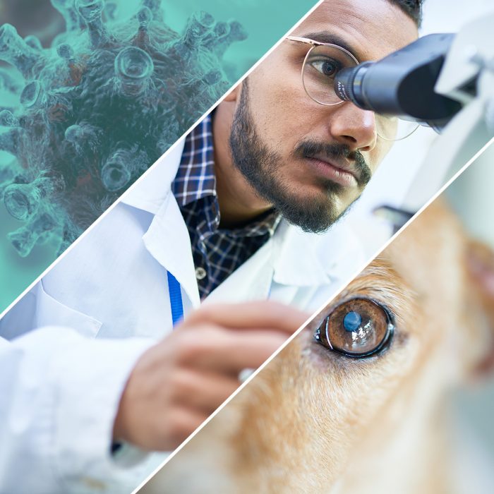 What Is Veterinary Epidemiology? A Look at DVMs Fighting Disease Square