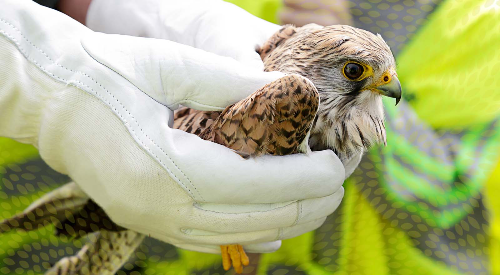 close up of vet handling a bird