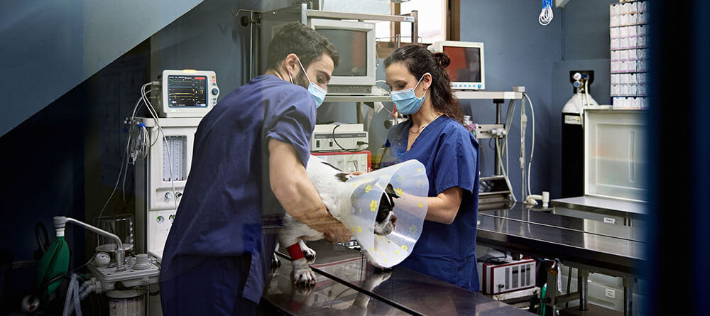  A pre-vet student assists a veterinarian in a clinical setting