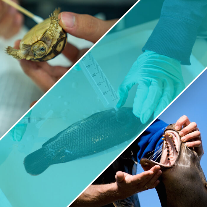 Split image showing three aquatic veterinarians caring for different marine animals.