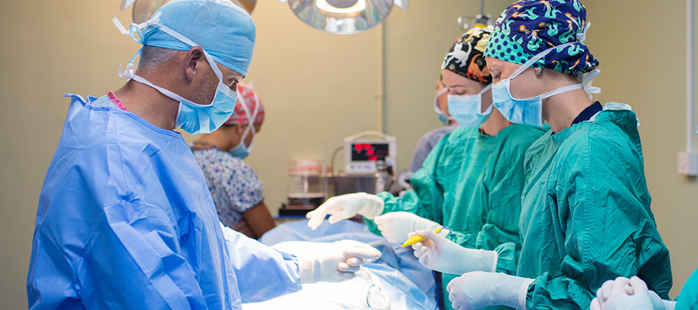  SGU veterinary faculty and students participating in a routine surgery.]