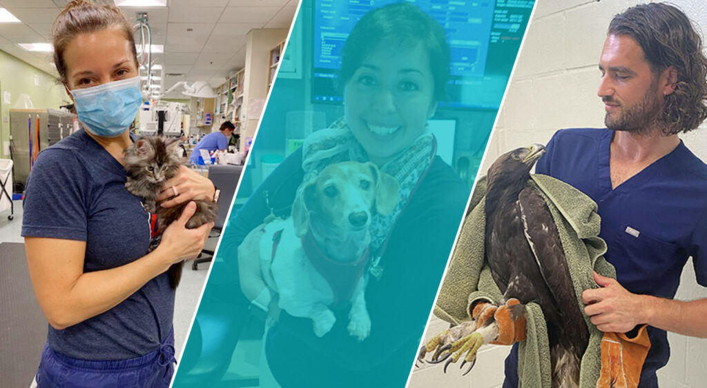 Compilation of SGU veterinary graduates