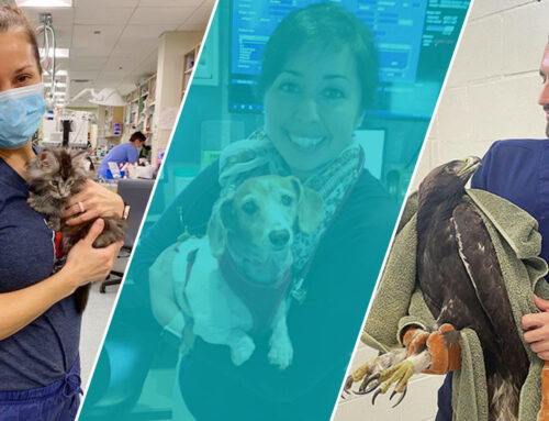 3 SGU Grads Excelling in Competitive Veterinary Specialties