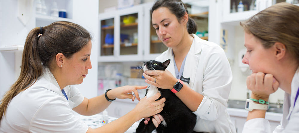 SGU veterinary students performing an exam on a cat