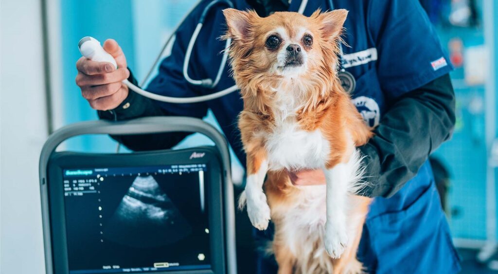 veterinary radiologist examining dog