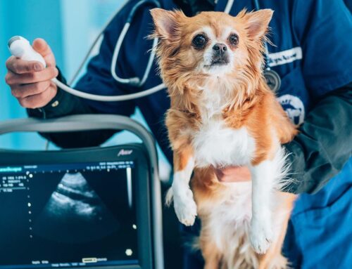 What Is Veterinary Radiology? An Inside Look at This Specialty