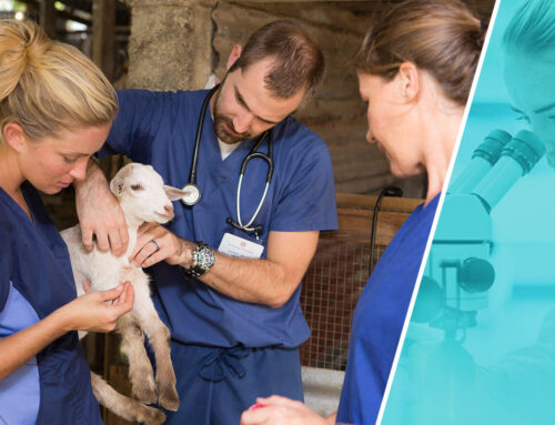Breaking Down Veterinary Education Requirements