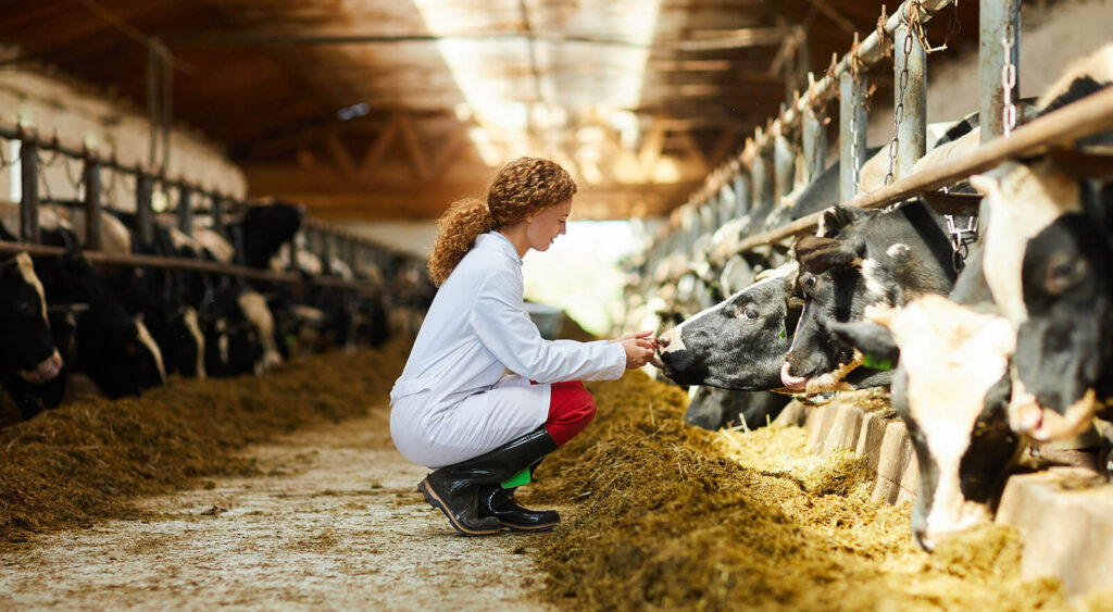Female veterinarian examining cows in a stable