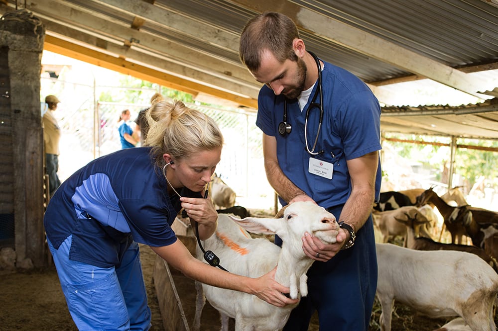 SGUSVM Large Animal Ambulatory Services.