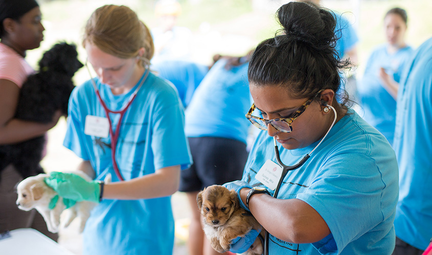 SGU's DVM Program Gains Full Accreditation From Royal College Of Veterinary Surgeons - St. George's University SGU's DVM Program Gains Full Accreditation From Royal College Of Veterinary Surgeons - St. George's University
