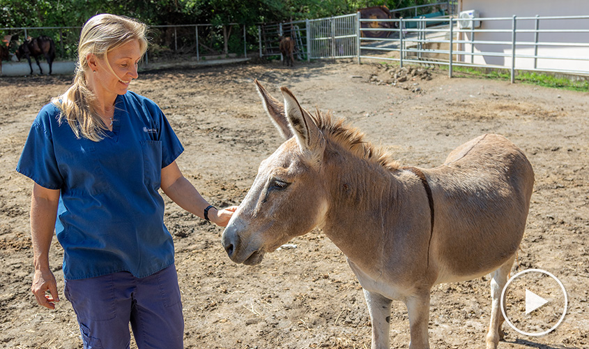 School of Veterinary Medicine Spotlight: A Look Inside the Large Animal Resource Facility - St. George's University School of Veterinary Medicine Spotlight: A Look Inside the Large Animal Resource Facility - St. George's University