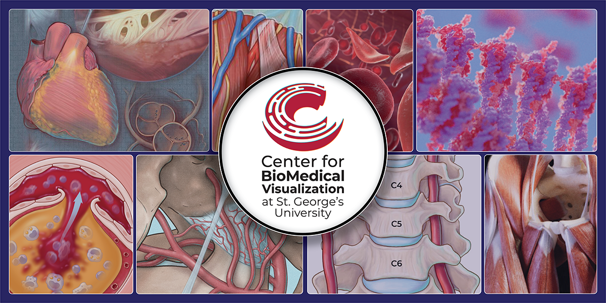 Collage of illustrations created by the medical illustration team at SGU News
