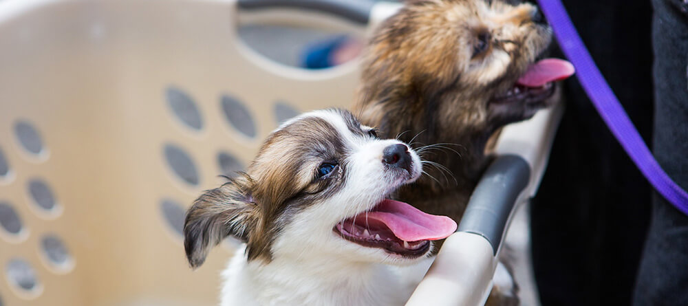 Becoming a vet