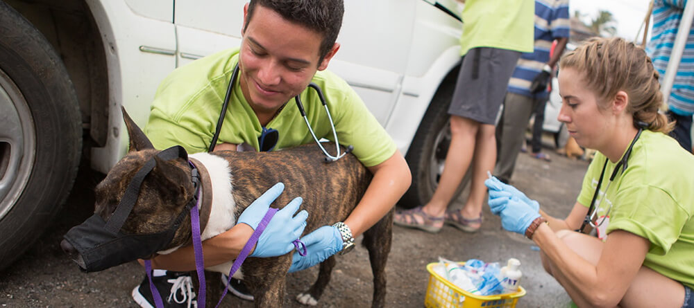 Becoming a vet