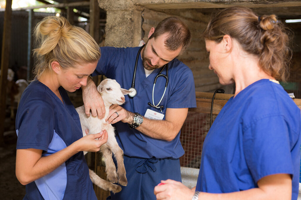 SVM students tending to goat