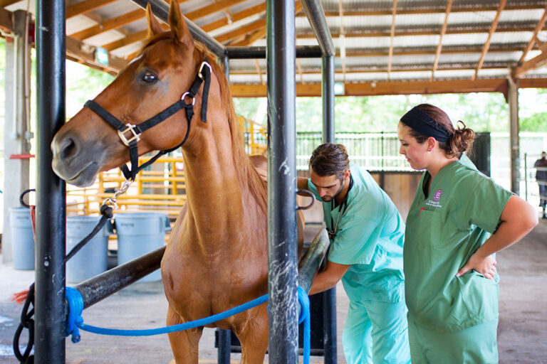 Explore SGU’s AVMAAccredited Veterinary Programs