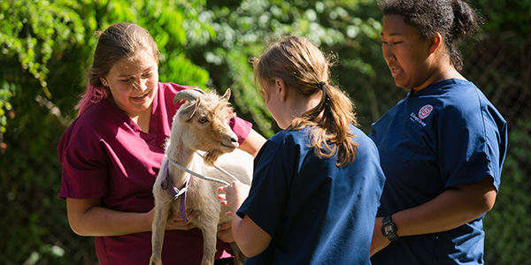Veterinary Dual Degrees