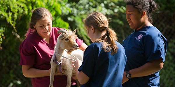 Veterinary Dual Degrees