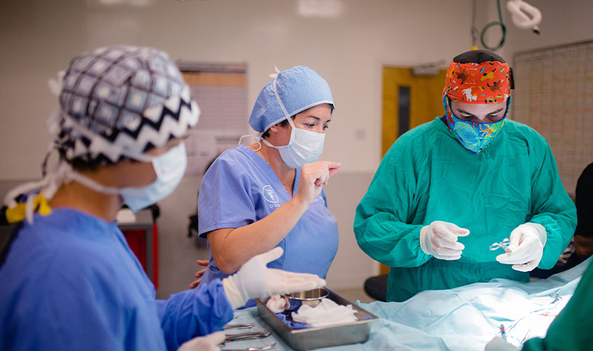 Dr. Adria Rodriguez, an associate professor of small animal medicine and surgery, and professional development in SGU’s School of Veterinary Medicine, received her dual DVM and MSc from the University. News