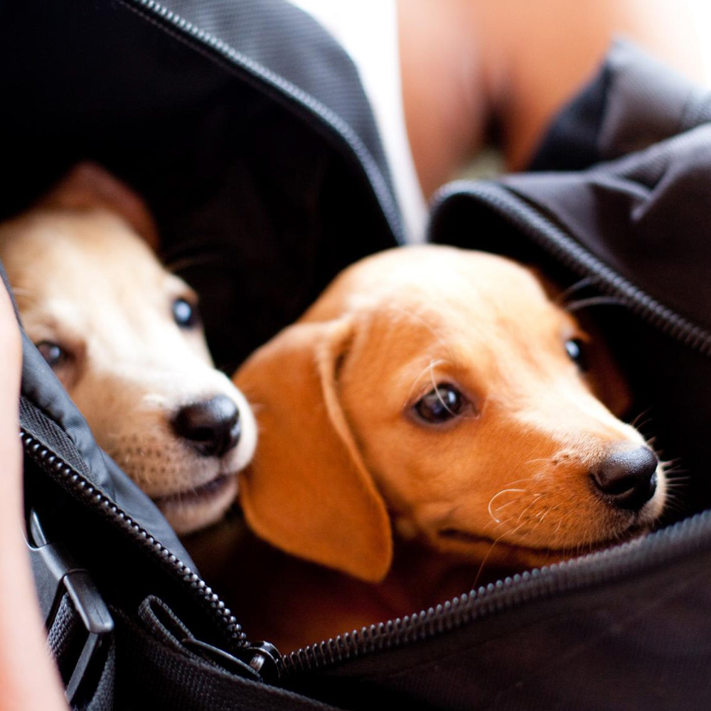 Bag o'puppies
