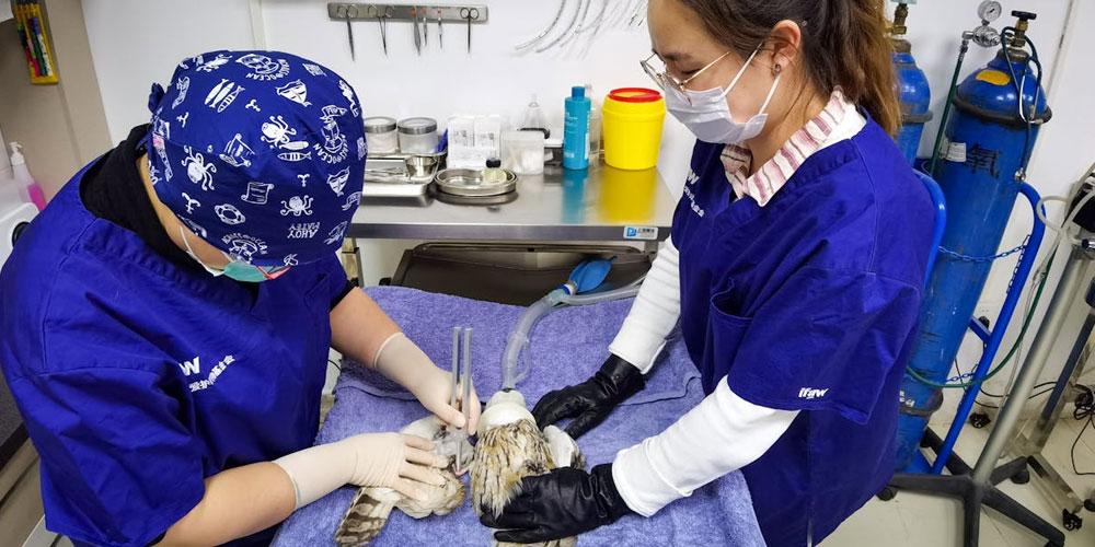 Emergency Animal Surgery