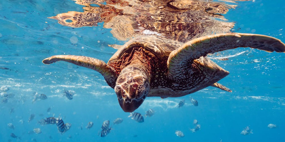 Aquatic Life