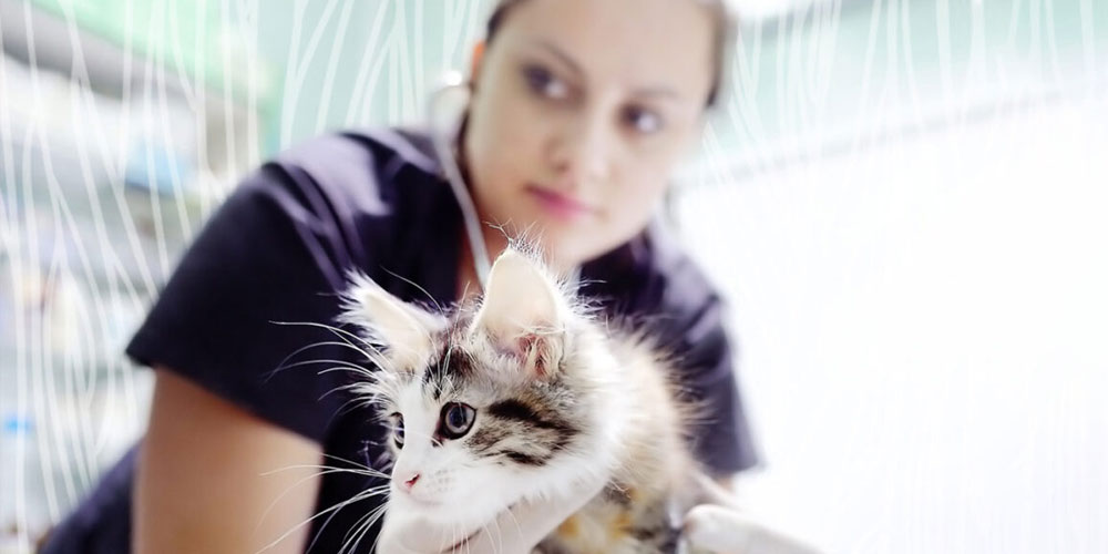 Expert Advice for Starting Your Own Veterinary Practice