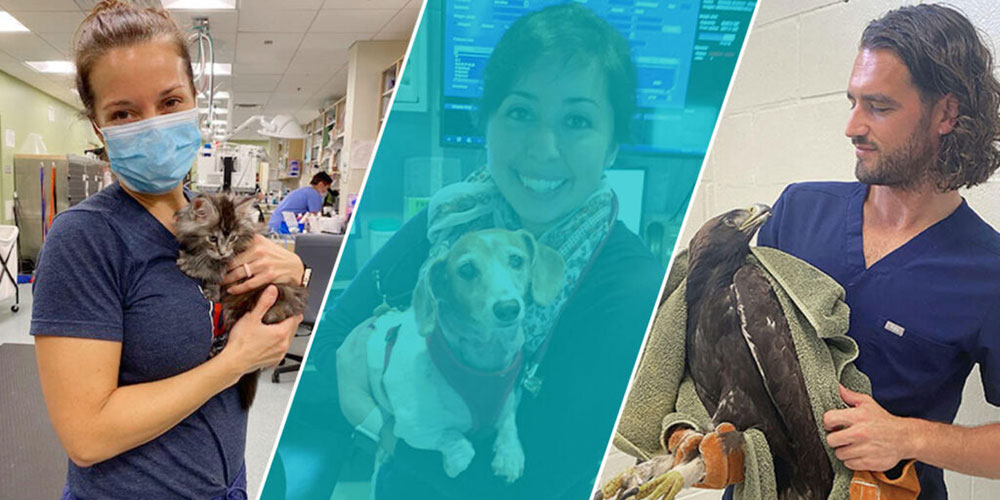 Compilation of SGU veterinary graduates