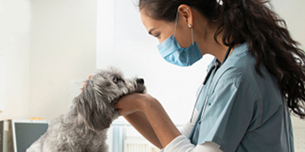 Vet with puppy