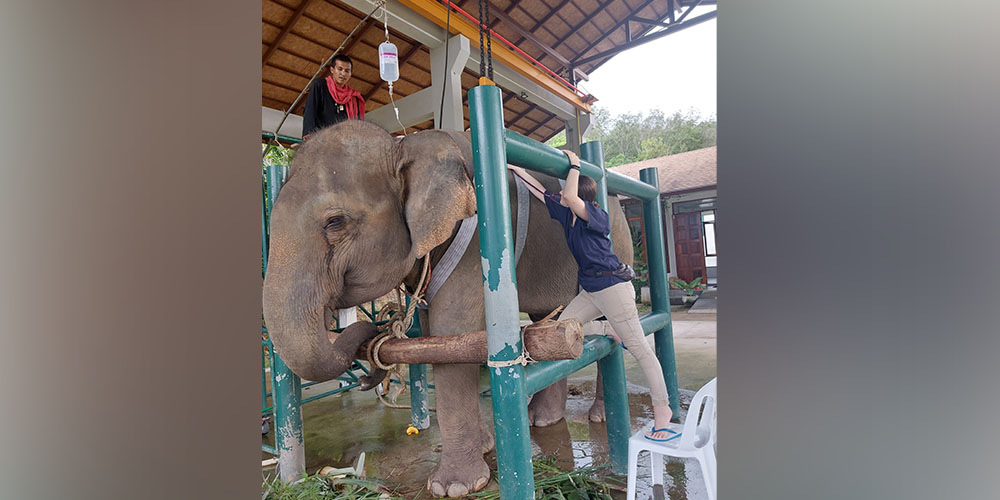Kate Williams with elephant, DVM