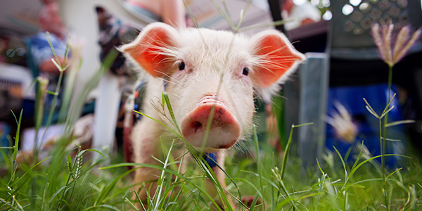 Island Piggie