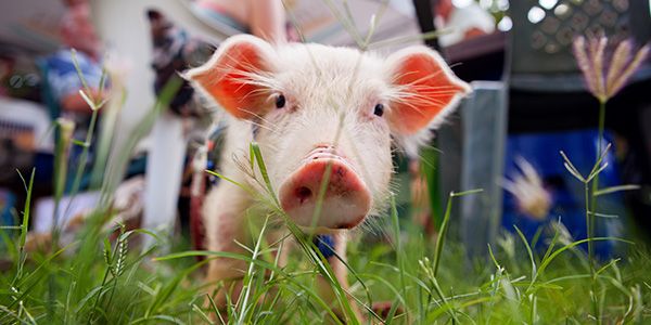 Island Piggie