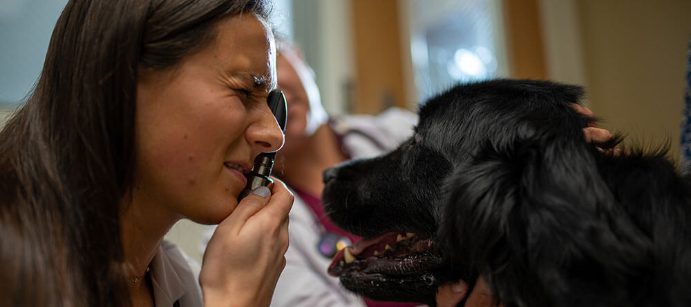 Vet student performing eye exam on a dog
