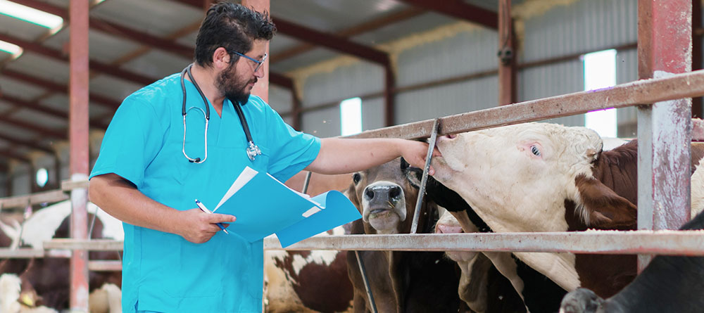 Livestock veterinarian examining cattle in a barn